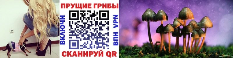 закладка  Миллерово  Галлюциногенные грибы Psilocybe 